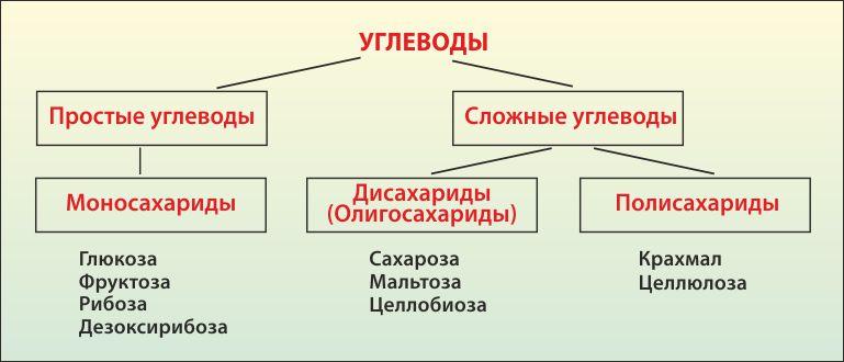 Виды углеводов