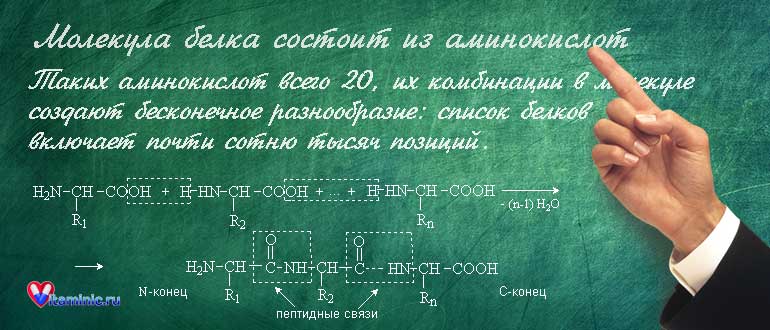 Значение белка для организма