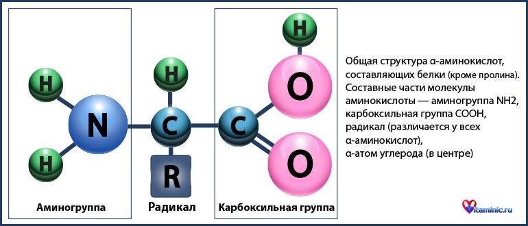 Суточная потребность в аминокислотах