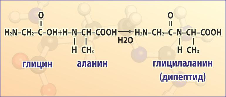 Что такое аминокислоты