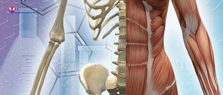 Роль макроэлементов в организме человека