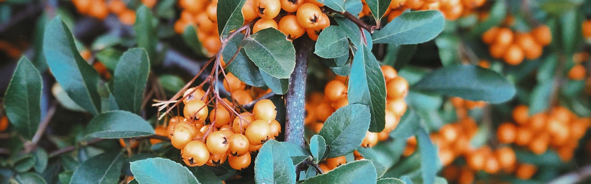 Пищевая добавка Е200 (сорбиновая кислота) — польза и вред консерванта