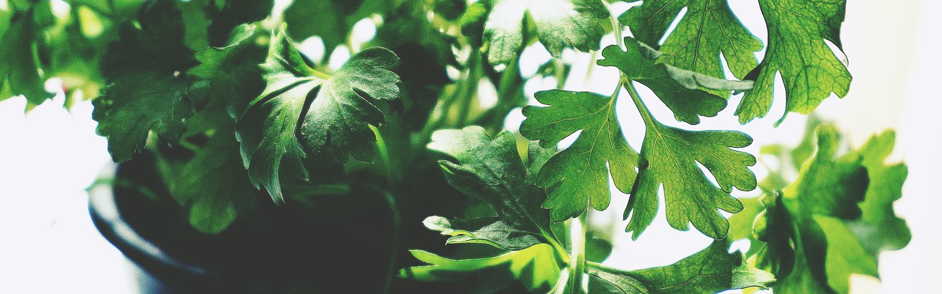 Аланин — свойства аминокислоты, в каких продуктах содержится, применение