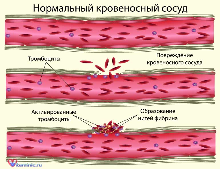 Полезные свойства и влияние на организм
