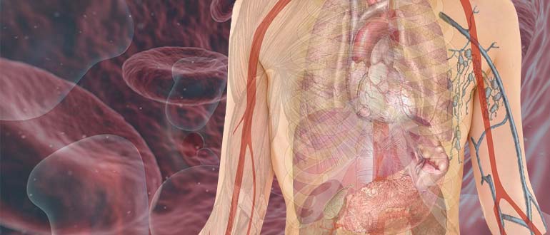 Биологическая роль меди